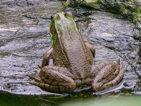 La Rana Gigante Del Lago Titicaca Es Un Recurso Natural De Tipo Y Tiene