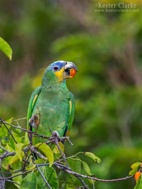 Orange Winged Amazon Kester Clarke Wildlife Photography