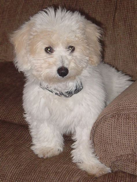 Bichon Poo Bichon Poodle Mix Info Puppies Pictures Temperament