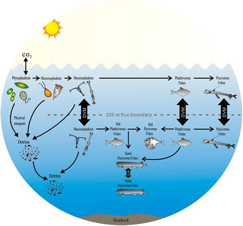 Mesopelagic Zone Food Web