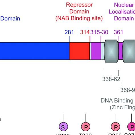 Schematic Representation Of The Post Translational Modifications On