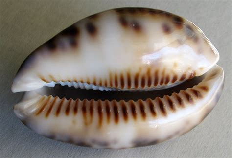 Cypraea depressa Gray 1824 SHELLS MUŠLE LASTURY