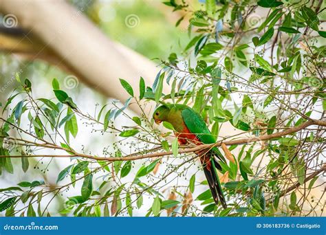 Australian King Parrot Alisterus Scapularis A Medium Sized Parrot