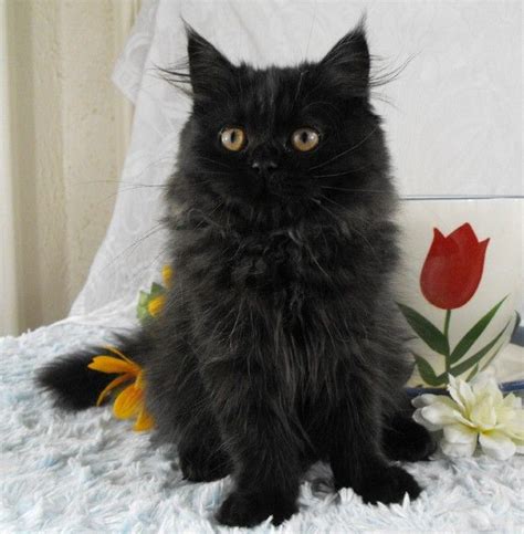 Black Furry Cat Breeds - Pets Lovers