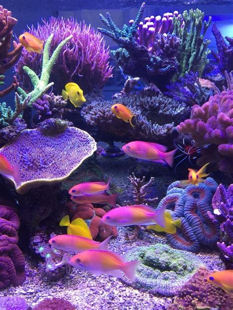 Pin By Melissa Johnson On Ocean Life Coral Reef Photography Home