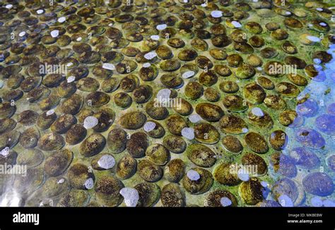 ABALONE FARMING IN AUSTRALIA Stock Photo - Alamy