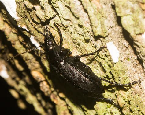 Grooved Ground Beetle Carabus Vinctus Bugguide Net