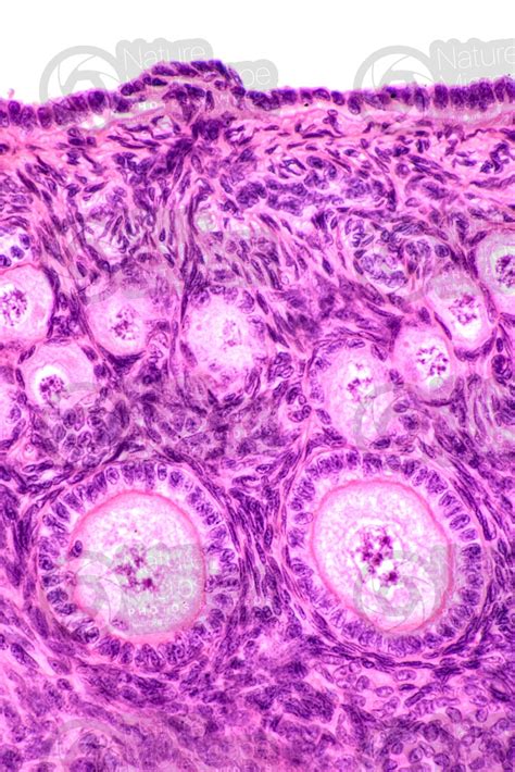 Rat Ovary Transverse Section 500x Rat Mammals Reproductive