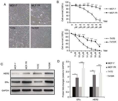 Establishment Of Tam Resistant Breast Cancer Cells A Tam Resistant