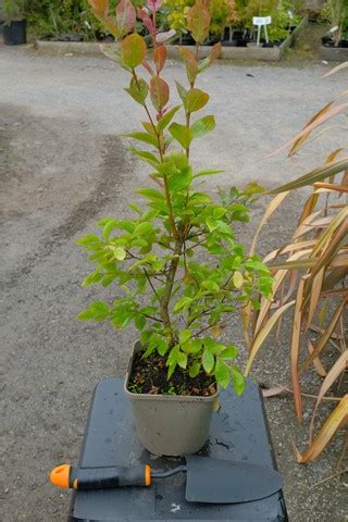 Lagerstroemia Indica Berlingot Menthe From Burncoose Nurseries