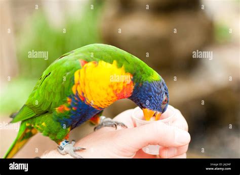 Rainbow Lorikeet Eating Out Of A Hand Stock Photo Alamy