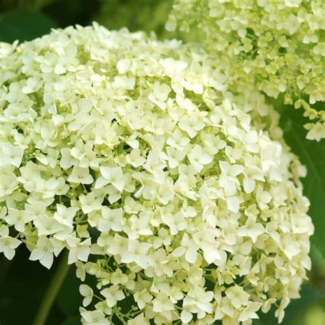 Hortensja Krzewiasta Hydrangea Arborescens Opis Wygl D Wymagania