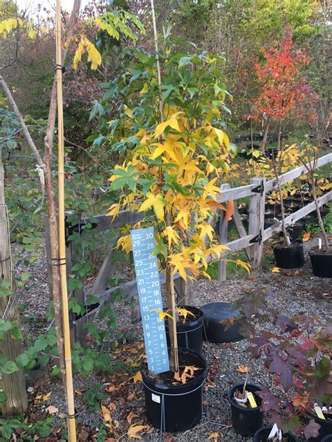 Liquidambar Styraciflua Slender Silhouette Columnar Sweetgum 7