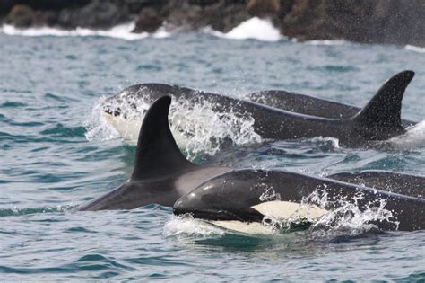 Killer Whales And Their Prey In Iceland Briefing Earthwatch