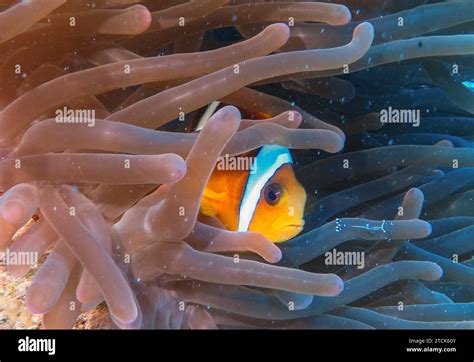 Seeanemone Actiniaria Rotmeer Anemonenfisch Amphiprion Bicinctus