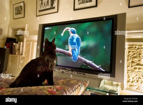 Black cat watching a kingfisher on a tv nature programme Stock Photo ...