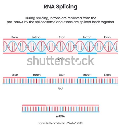 Formation Mature Mrna Through Splicing Scientific Stock Vector (Royalty ...