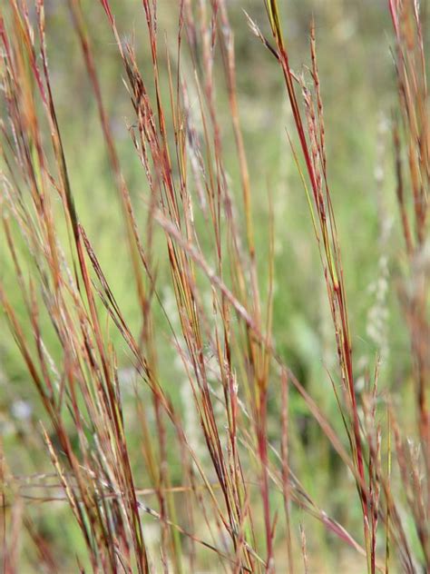 Little Bluestem Hamilton Native Outpost