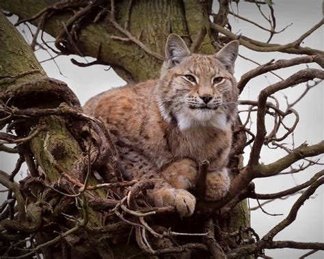 Eurasian Lynx Habitat