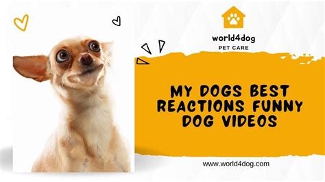 My Dogs Best Reactions Funny Dog Videos | by World4Dog Hachiko | Feb ...