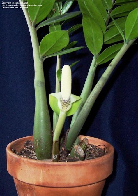 Zamioculcas Zamiifolia Flower