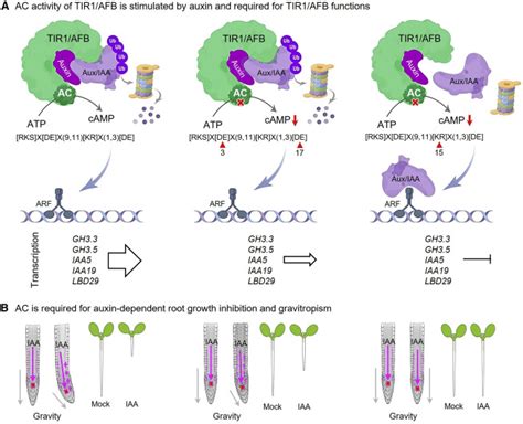 Adenylate Cyclase Activity Of TIR1 AFB Links CAMP To Auxin Dependent