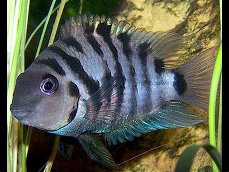 Convict cichlid - Alchetron, The Free Social Encyclopedia