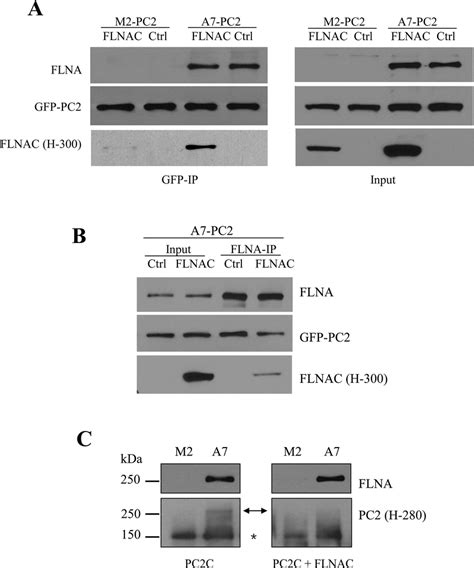 Effect Of FLNAC On The FLNA PC2 Interaction All Data Are From Three Or