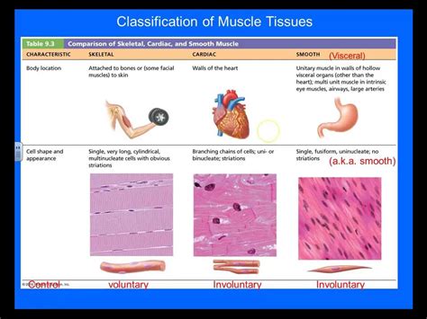 Muscle Tissue Chart