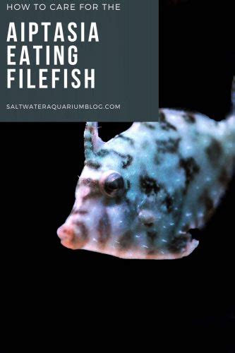 The Amazing Aiptasia Eating Filefish - Are they Reef Safe?