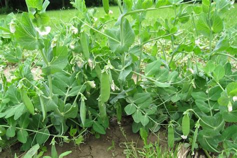 Pisum Sativum Garden Pea Go Botany