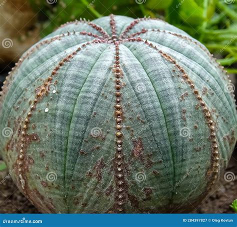 Euphorbia Obesa Globular Succulent Plant With White Poisonous Juice