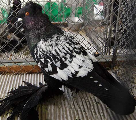 Saxon Field Pigeon Sächsische Feldfarbentaube Pigeontype