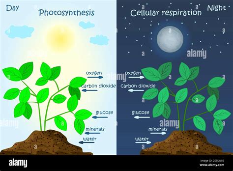 Plant Cell Respiration Diagram - Photosynthesis Diagram High Resolution ...