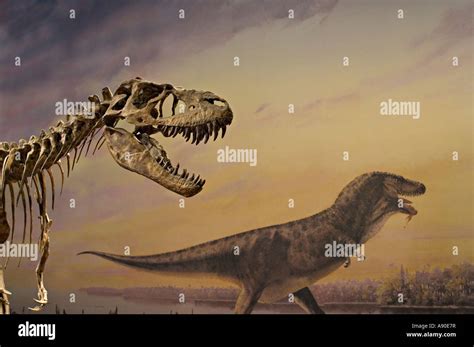 Albertosaurus Depredador Fotos E Imágenes De Stock Alamy