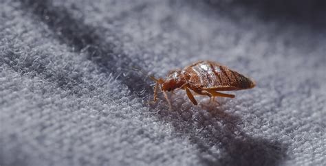 These are the 25 worst cities in Canada for bed bugs | News