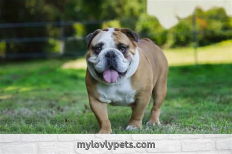 English Bulldog Color Price Chart