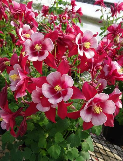 Columbine Aquilegia Songbird Cardinal From Growing Colors