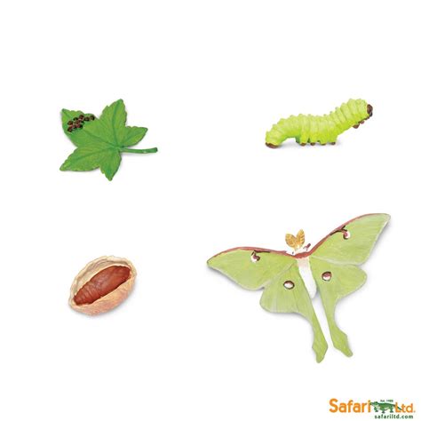 LIFE CYCLE OF A LUNA MOTH - Best Educational Infant Toys stores Singapore