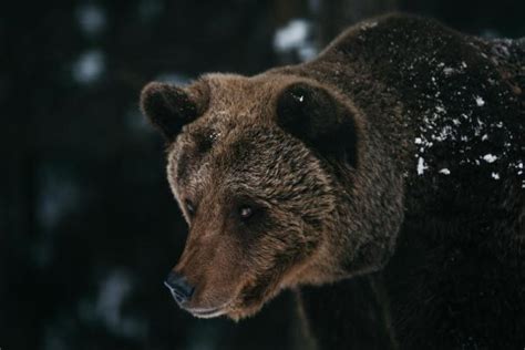 20 ANIMAUX du CANADA Noms caractéristique et PHOTOS