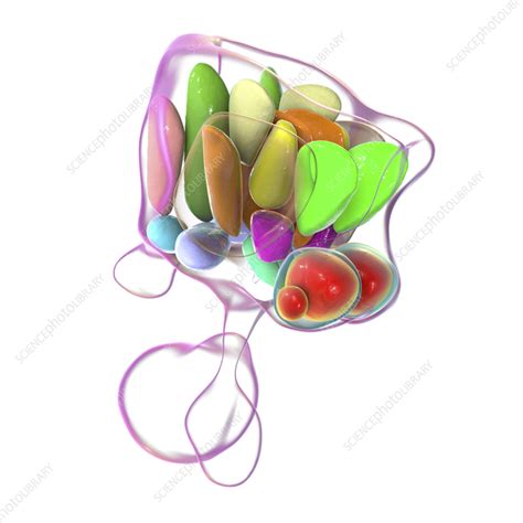 Hypothalamic Nuclei Illustration Stock Image F040 4162 Science