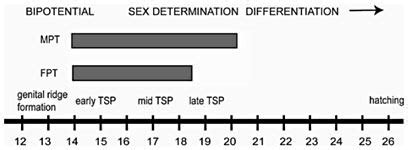 Developmental Timeline Of Trachemys Scripta The Bipotential Sex