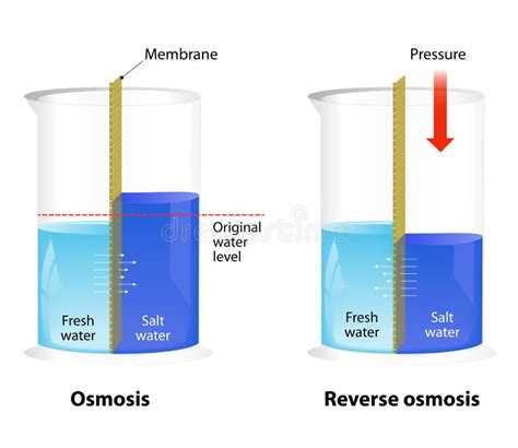 Osmosis And Reverse Osmosis Stock Vector Image 60319291