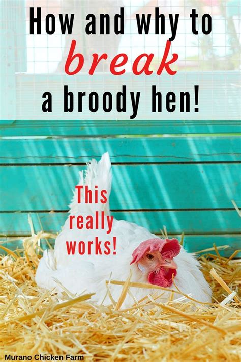 How And Why To Break A Broody Hen This Really Works In