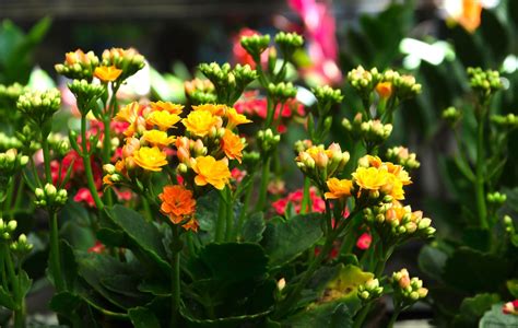 Grow And Care For Kalanchoe Indoors And Outdoors Birds And Blooms