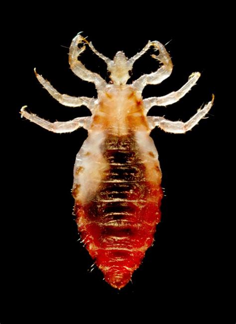 Partners In Parasitism Lice And Their Bacterial Sidekicks Share Long