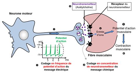 Message Nerveux Et Sa Transmission Biologie101