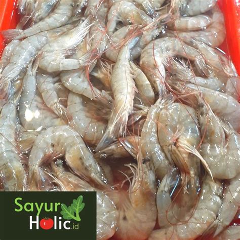 Jual UDANG SEGAR Ukuran SEDANG Shopee Indonesia