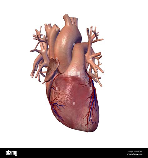 Human Heart With Coronary Arteries And Veins Stock Photo Alamy