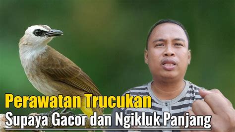 Cara Merawat Trucukan Agar Cepat Gacor Cara Merawat Trucukan Supaya